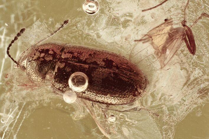 Detailed Hairy Fungus Beetle (Crowsonium) in Baltic Amber #372533